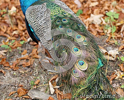 Peacock (Pavo Cristatus) Stock Photo
