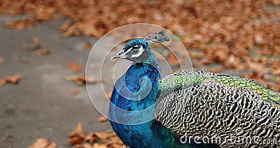 Peacock (Pavo Cristatus) Stock Photo