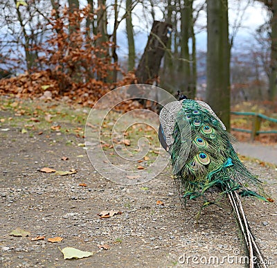 Peacock (Pavo Cristatus) Stock Photo