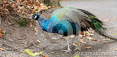 Peacock (Pavo Cristatus) Stock Photo