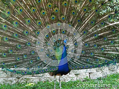 Peacock Pavo cristatus Stock Photo