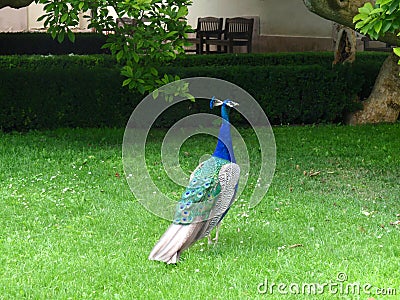 Peacock, Peacock in kings garden Stock Photo