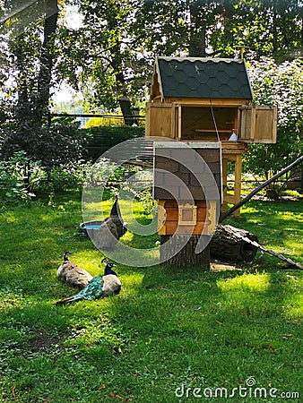 Peacock and peacocks on the grass in the park, next to a wooden house with a tiled roof for rabbits and a house for birds on a Stock Photo