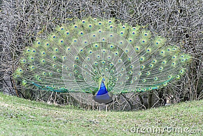 Peacock, peafowl genus pavo linnaeus Stock Photo