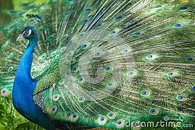 peacock portrait. beautiful tail, gorgeous bird Stock Photo