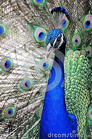 Peacock portrait (vertical) Stock Photo