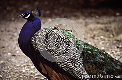 Peacock In Profile Stock Photo