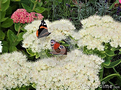 Peacock and Red Admiral Butterfly dancing on white Sedum Stock Photo