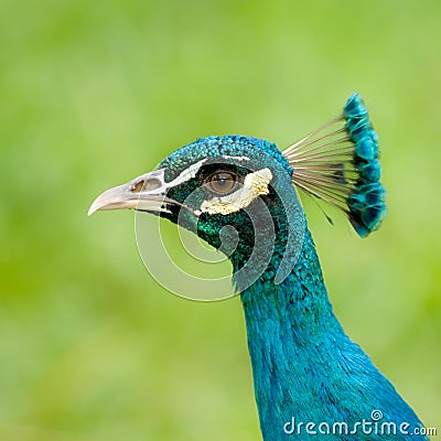 Peacock's Head Stock Photo