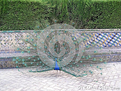 Peacock Royal Garden Sevilla Spain Stock Photo