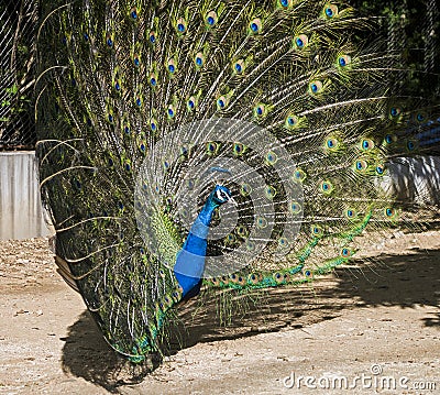 Peacock Stock Photo