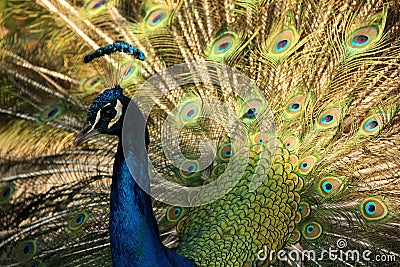 Peacock Stock Photo