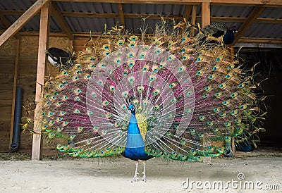 Peacock shows his beautiful tail view from left Stock Photo