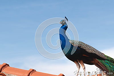 Peacock with a sky background Stock Photo