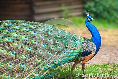 Peacock Stock Photo