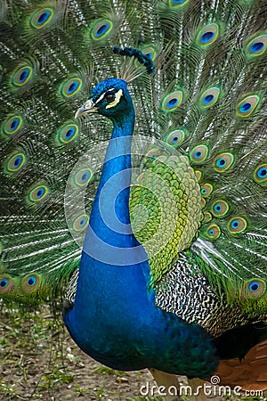 Peacock spreading displaying colorful tail feathers Stock Photo