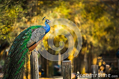 Peacock standing on the concrete pole Stock Photo