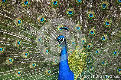 Peacock with stretched feathers, beautiful colorful bird, detail Stock Photo