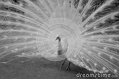 Peacock with stretched tail in black and white Stock Photo