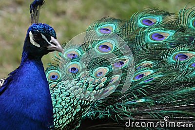 Peacock tail Stock Photo
