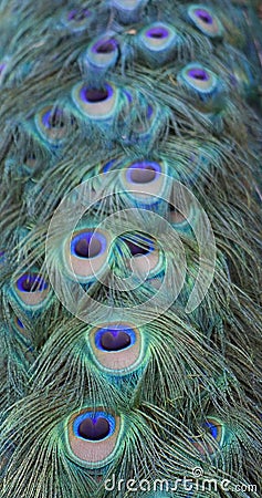 Peacock tail Stock Photo