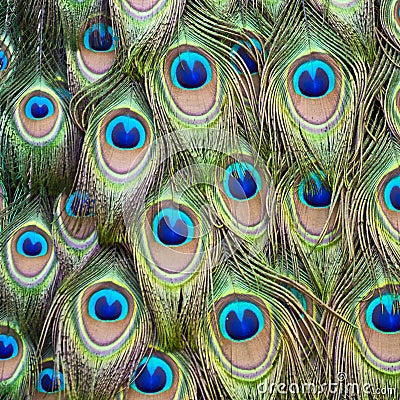 Peacock Tail Feather Stock Photo