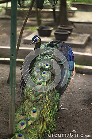 Peacock bird Stock Photo