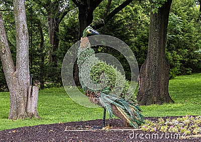 Peacock topiary on display at the Fort Worth Botanic Garden, Texas. Editorial Stock Photo