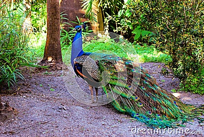 Peacock walking Stock Photo