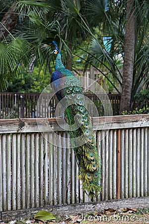 Peacock walking on the fence Stock Photo