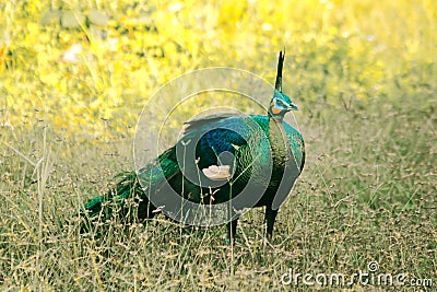 Peacock walking in the grass Stock Photo