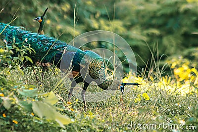 Peacock walking in the grass Stock Photo