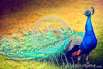 Peacock walking on green grass, closeup shot. Biird background Stock Photo