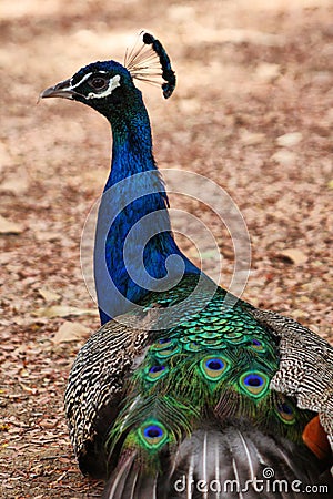 Peacock bird wallpaper Stock Photo