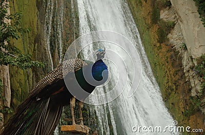 Peacock and waterfall ? Bejiai - Algeria Stock Photo