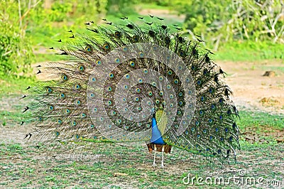 Peacock Stock Photo