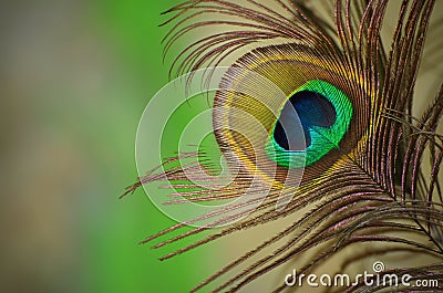 Peacocks feather Stock Photo