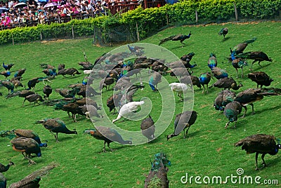 Peacocks on the grass Editorial Stock Photo