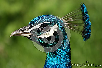 A peacocks head Stock Photo