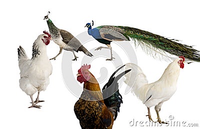 Peacocks, hens and rooster Stock Photo