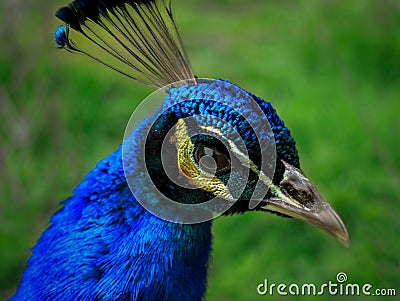 Peacocks that inhabit the wild Stock Photo