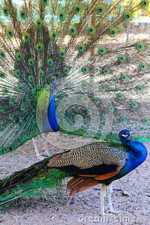 Peacocks Stock Photo