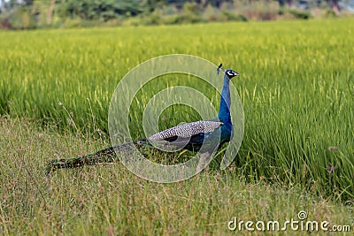 Peacocks on a paddy field Stock Photo