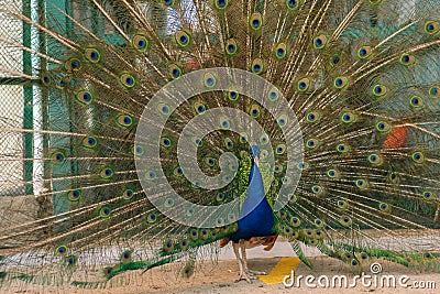 peacook with extended tail in captivity in Mexico City Stock Photo