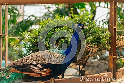 peacook with extended tail in captivity in Mexico City Stock Photo