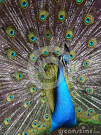 Peafowl Stock Photo