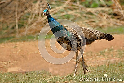 Peafowl bird Stock Photo