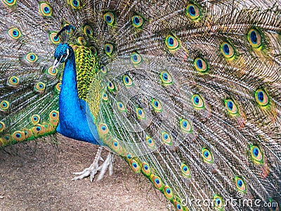 Peacock with long beautiful tail. Stock Photo