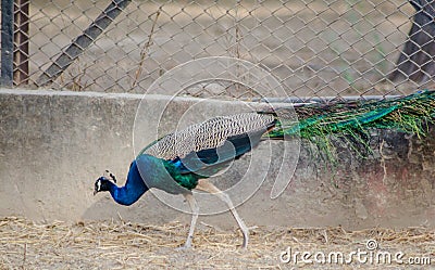 Peafowl is a common name for three species of birds Stock Photo