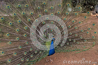 Fantastic spread of colorful tail Stock Photo